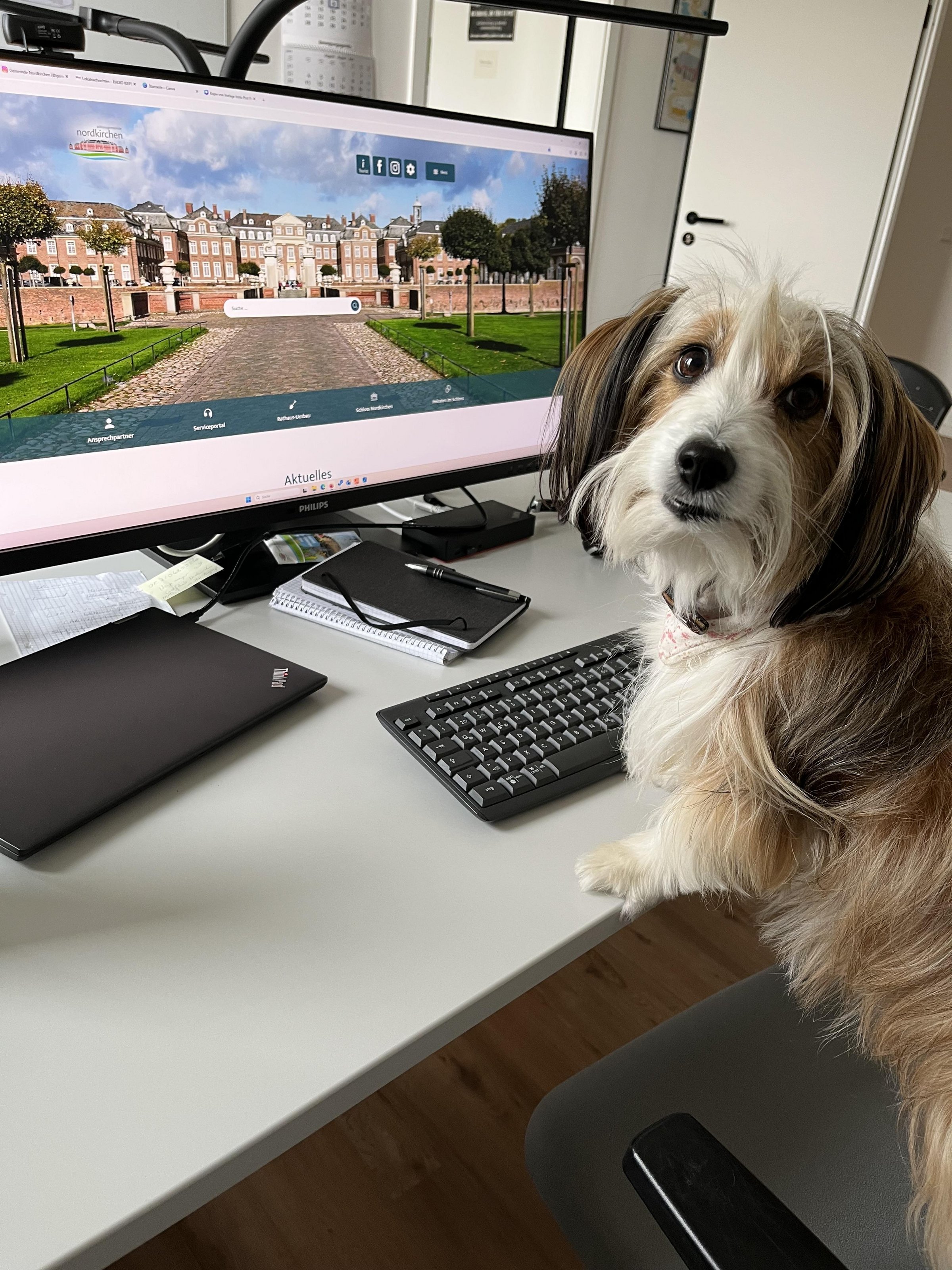 Ein Hund sitzt an einem Schreibtisch mit Tastatur und Bildschirm und blickt in die Kamera